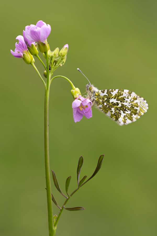 Orange Tip 6